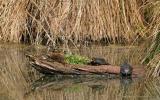 Tortues cistudes, Bostens (40)